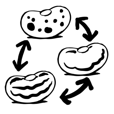 Semillas conectadas con flechas en un ciclo