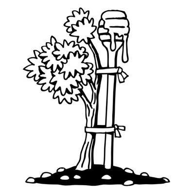 Árbol creciendo con una cuchara de miel como tutor