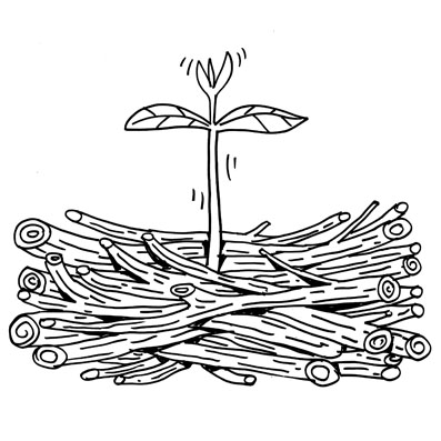 Planta brotando de restos vegetales de poda