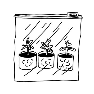 Ilustración en blanco y negro de tres plantines dentro de una bolsa con cierre hermético. Cada plantín tiene su propio macetero y entre 5 a 7 hojas.