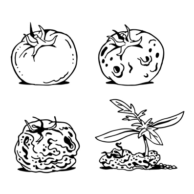 Tomate en varias etapas de compostaje